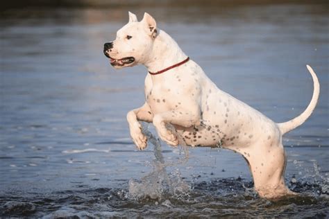 The Ultimate Guide To The Dogo Argentino Pitbull Mix