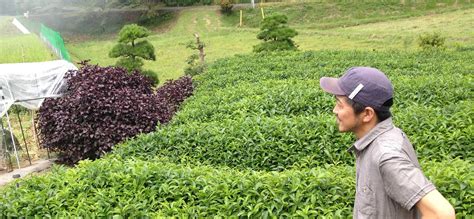 Tea plantation - Experience Japan | Inside Japan Tours