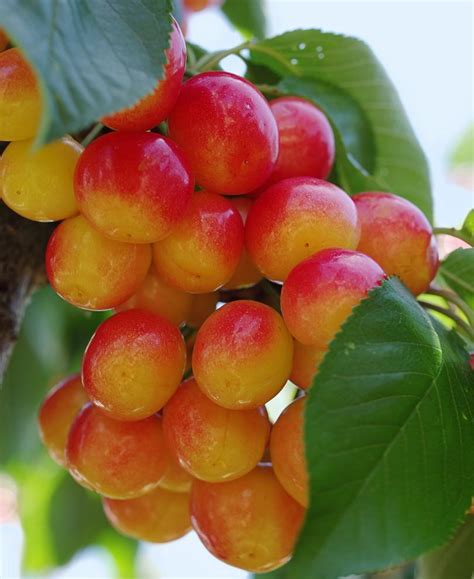 Rainier Cherry — Raintree Nursery