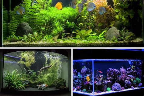 Types Of Fish For A Tank at Jarrod Doherty blog