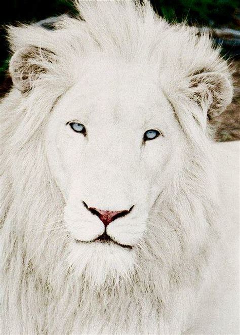 Pin by Paulie on Animals/Birds/Mammals/ Etc | Albino animals, Albino ...