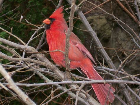 Ohio Cardinal | Pet birds, Birds, Animals