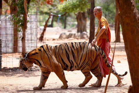 Thailand's Tiger Temple Photos - ABC News