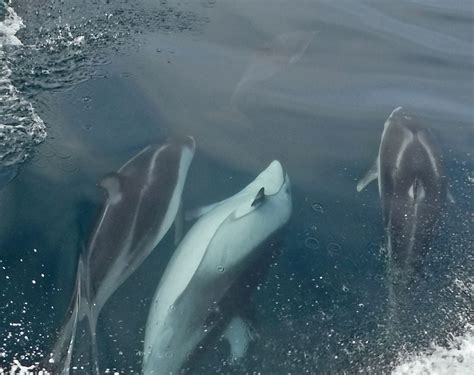 Playing Pacific White-sided Dolphin | Smithsonian Photo Contest ...