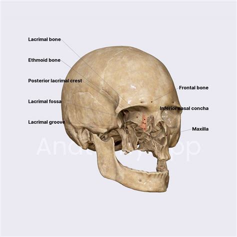 Lacrimal bone | Skull | Head and Neck | Anatomy.app | Learn anatomy ...