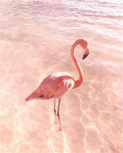 Pin by pudding on mяta | Flamingo wallpaper, Flamingo, Flamingo pictures