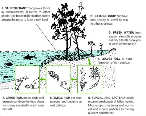 Ecological processes and function supported by mangrove ecosystem that... | Download Scientific ...