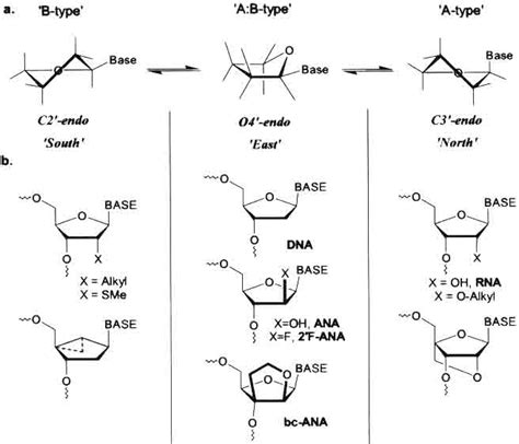 a. Interconversion pathway of the furanose through the 3 lowest energy... | Download Scientific ...