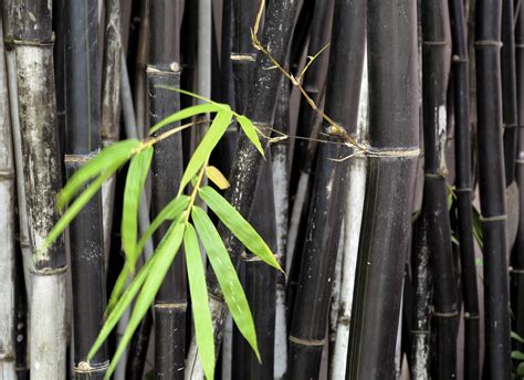 Different Types Of Bamboo: Learn About Bamboo Plants For The Garden | Gardening Know How