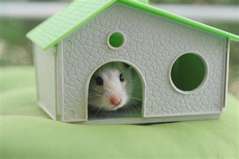 The Best Toys for Your Pet Mouse » Petsoid