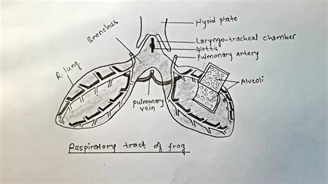 How to draw respiratory tract of frog || Lungs of frog || Pulmonary ...