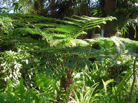 Recregarden: CYATHEA COOPERI