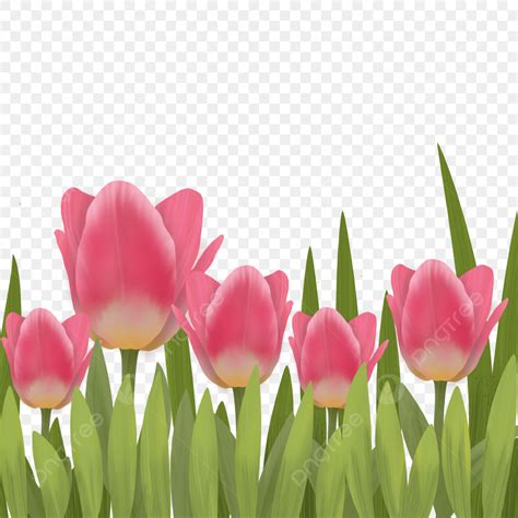 Pink Tulip PNG Picture, Hand Drawn Pink Tulips Flowers, Green Grass, Tulip Flower, Tulips ...