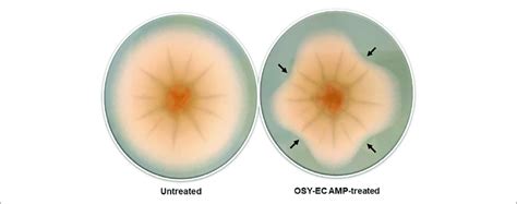 | Inhibition of mycelial growth of Aspergillus brasiliensis by ...