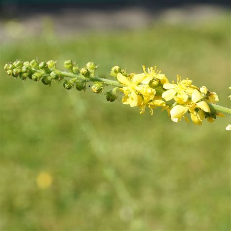 Common agrimony (Agrimonia eupatoria) wildflower for pollinators