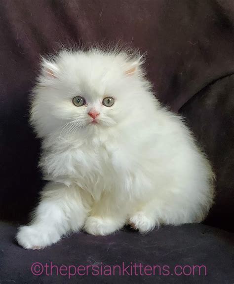 White Persian Kittens White Persian Cats White Cats White Kittens White Persian Kittens, Persian ...