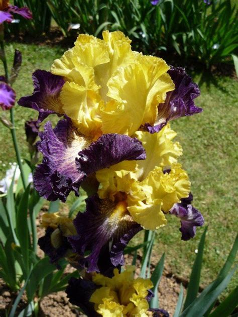 Quelques iris présentés au concours Franciris 2015 | Parc floral ...