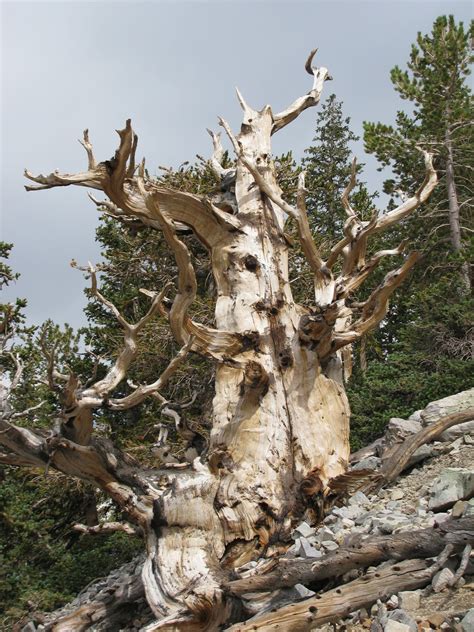 Exploring the American West: Bristlecone Pines and Rock Glacier Trail ...