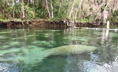 Crystal River manatees: See manatees, even swim with them