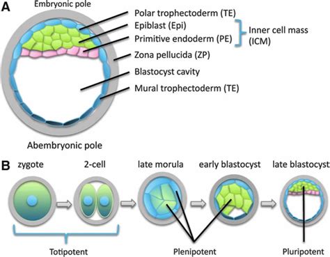 Totipotent cells defined, totipotent vs pluripotent vs multipotent stem cells