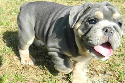 Blue English Bulldog Puppies For Sale Color Guide (2023)Bruiser Bulldogs