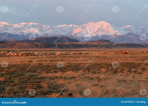 Snow Mountain in Sunrise stock image. Image of landscape - 4275955