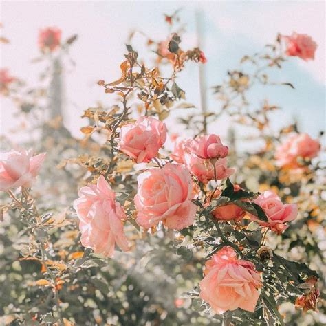 11:11 on Twitter | Beautiful flowers, Flower aesthetic, Flowers photography