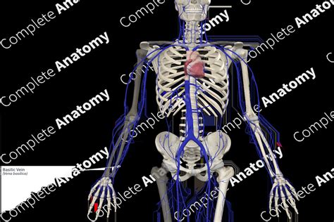 Basilic Vein | Complete Anatomy