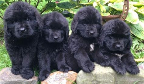 Newfoundland Puppies: 10 Tips For Taking Care Of Them