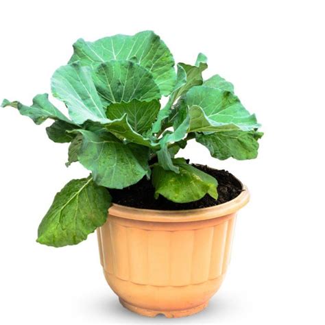 A Dozen Vegetables You Can Grow in Pots | Vegetables, Container gardening vegetables, Container ...