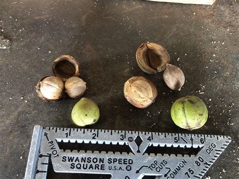 Hickory nut identification: are they both pignut hickory? : r/arborists