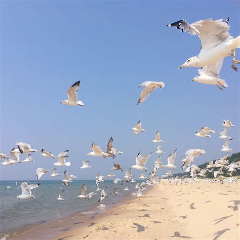 "A Flock Of White Seagulls Flying Across A Summer Beach On A Clear Day ...