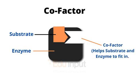 What are Cofactor and Coenzyme? - What Do They Do?