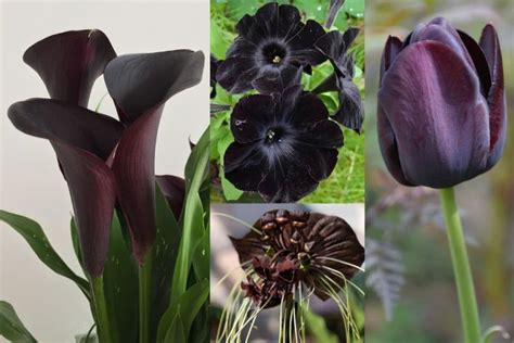 Top 27 Fascinating Black and Very Dark Flowers For Your Garden | Florgeous