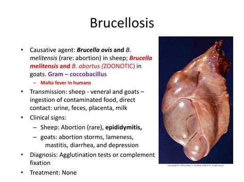 PPT - Common Ovine and Caprine Diseases Dr. Dipa Brahmbhatt VMD, MPH, MS PowerPoint Presentation ...