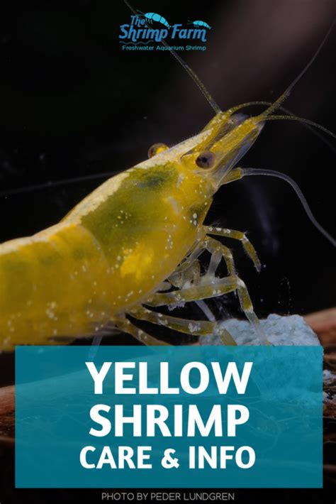 Yellow shrimp | Neocaridina davidi var. "Yellow" | Care & info - The ...