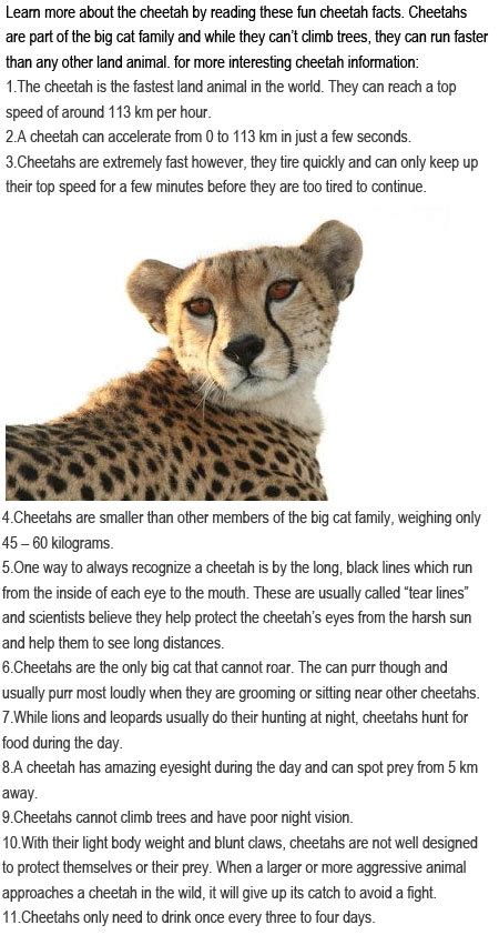 Facts about cheetahs for kids | Childhood Education