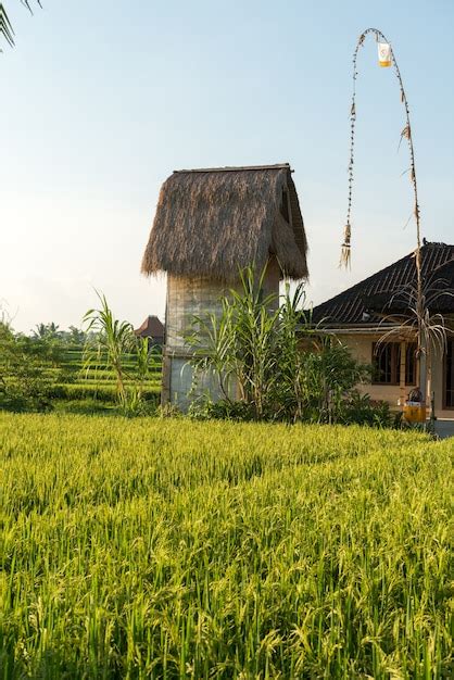 Free Photo | Rice field in Bali