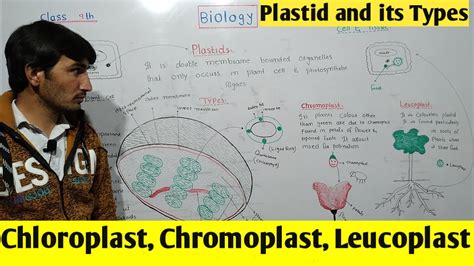 Plastid and its types Chloroplast, Chromoplast & Leucoplast. class 9th Biology chapter cell ...