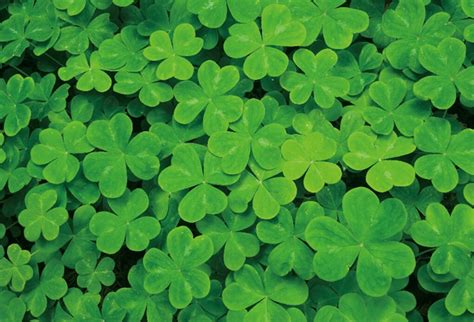 AOFOTO 7x5ft Green Shamrock Background St Patrick's Day Decorations ...