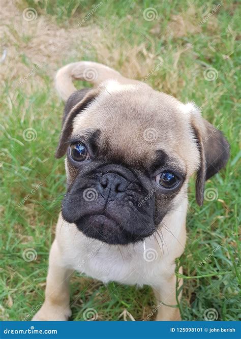 Baby pug puppy stock image. Image of fawn, face, puppy - 125098101