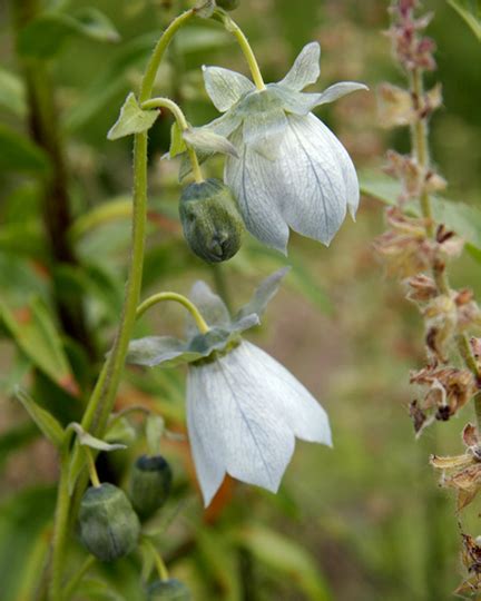 Codonopsis clematidea | Nora's Perennials