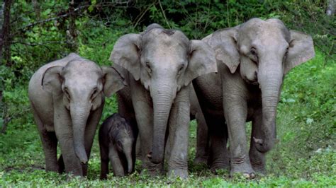 Conservation efforts increase population of Asian elephants in China - CGTN