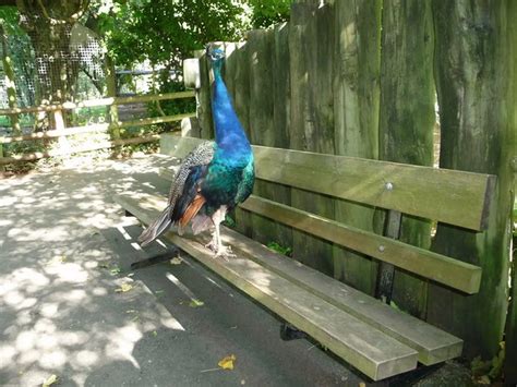 The great characters we have known at Paignton Zoo - Devon Live