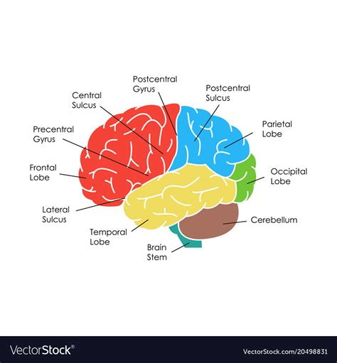 Human brain anatomy card poster Royalty Free Vector Image