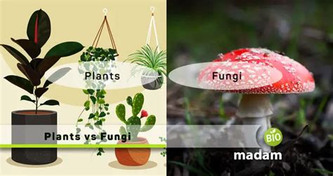 Difference Between Plants and Fungi - biomadam