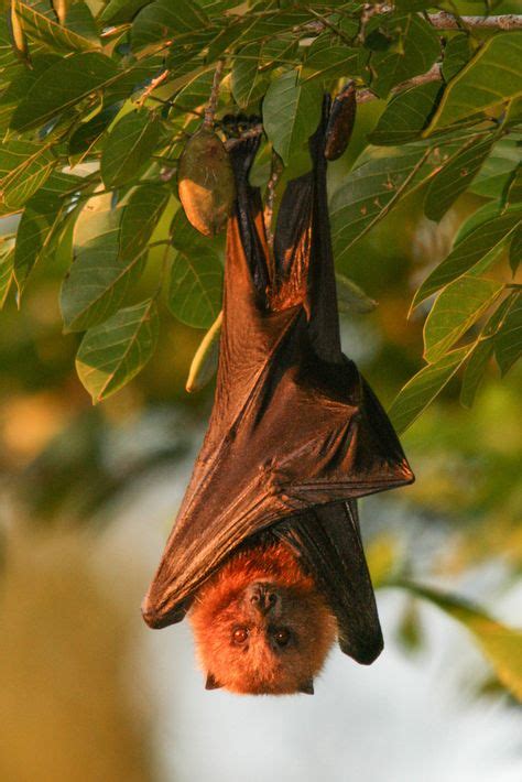 Rodrigues flying fox (Pteropus rodricensis). Critically Endangered ...