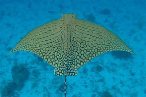 Endangered ornate eagle rays make a splash off Queensland's Lady Elliot ...