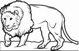 Printable Male Lion Coloring Page For Kids – SupplyMe sketch template