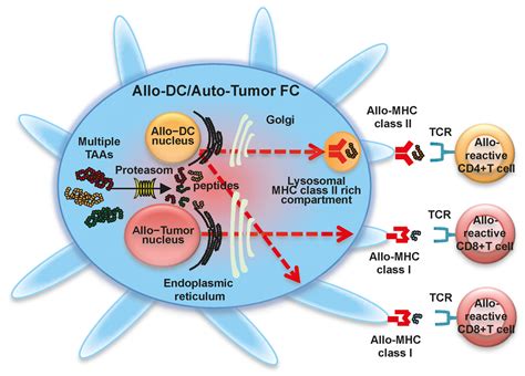 IJMS | Special Issue : Cell Fusion in Cancer